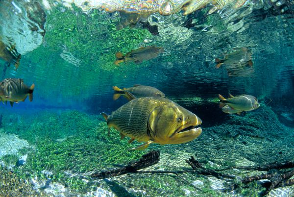 (Video) Dari Trek Jalan Kaki Bertukar Taman Rekreasi Bawah Air Yang Cukup Cantik