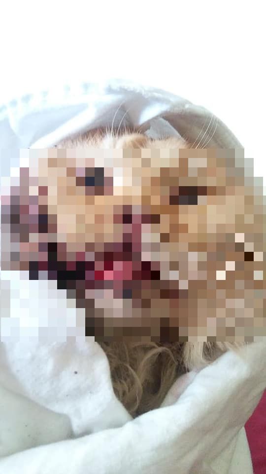 Berang Kucing Masuk Dalam Rumah, Lelaki Tergamak Pukul Kucing Jiran Dan Campak Dari Tingkat 16