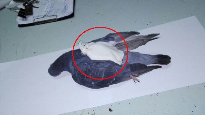 Burung Merpati Terbang Dengan Beg Kecil Ditembak Mati Rupanya