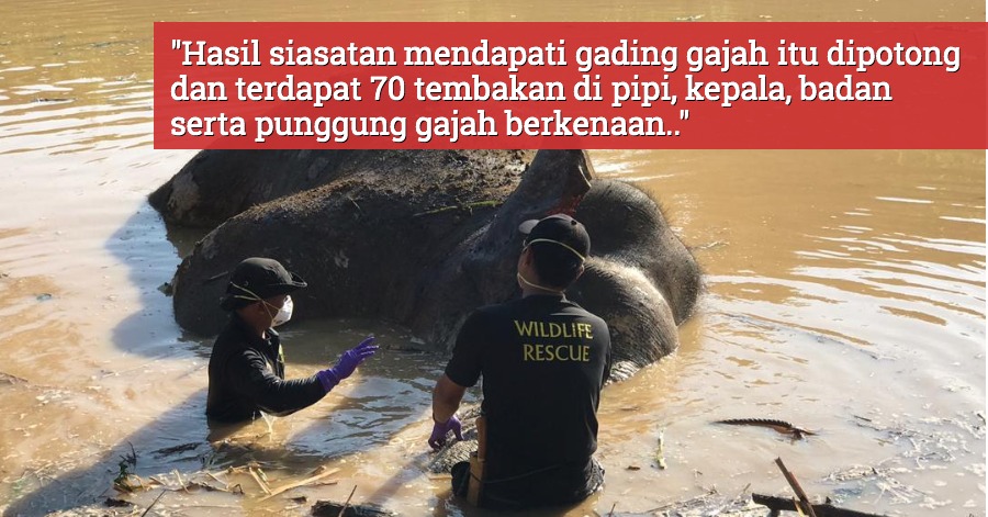 Buru Pembunuh Gajah Yang Mati Ditembak Ganjaran Rm30 000 Kepada Pemberi Maklumat