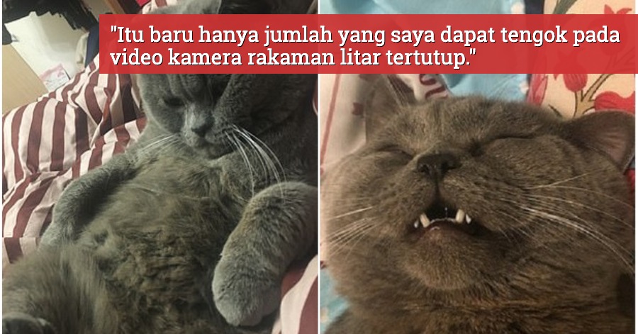 Mengawan Dengan 5 Ekor Kucing 1 Malam, Kucing Jantan Tak Bermaya