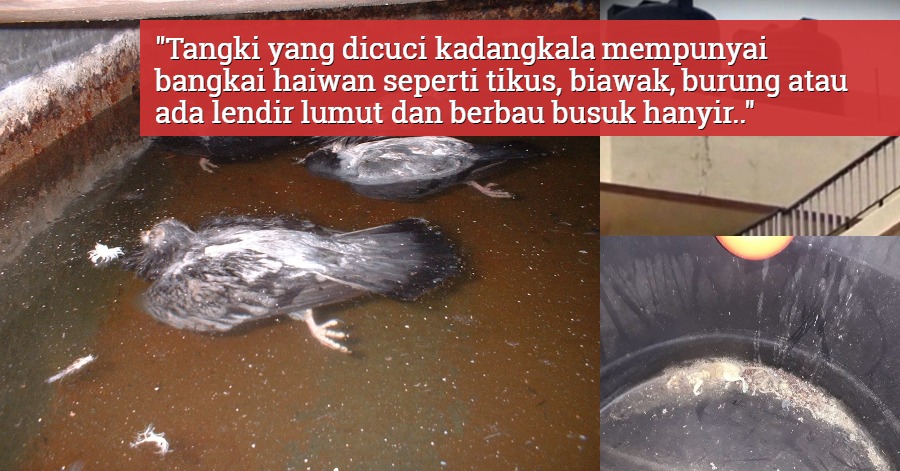 Apa Hukum Guna Air Tangki Yang Ada Bangkai Haiwan Ini Jawapan Mufti