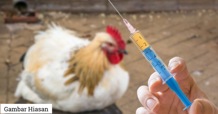 Enam Antibiotik Dilarang Penggunaannya Kepada Haiwan ...