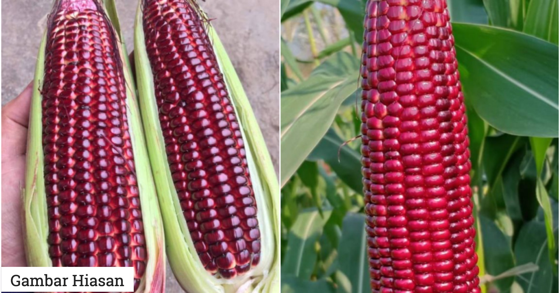 Modal Berpatutan Untung Lumayan, Pokok Jagung Merah Dapat 
