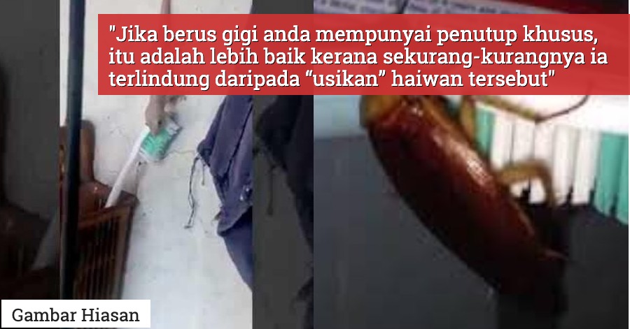 Cicak Atau Lipas Suka Sentuh Doktor Ini Nasihat Bilas Berus Gigi Sebelum Digunakan