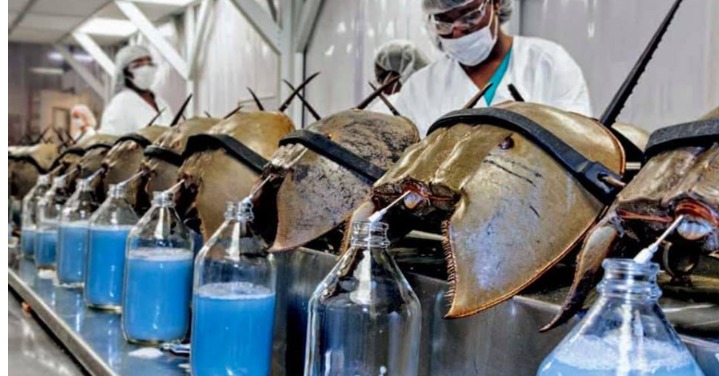 (Video) Harga Lebih RM200k Segelen, Fungsi Penting Darah Biru Belangkas Dalam Dunia