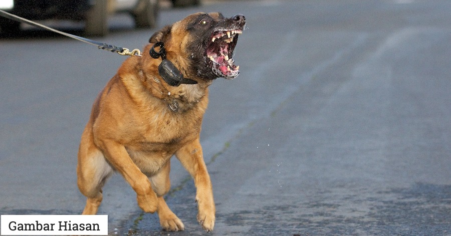 Satu lagi Kes Rabies Dalam Kalangan Manusia Di Sarawak Dilaporkan ...