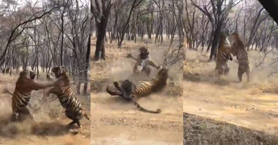 harimau bergaduh