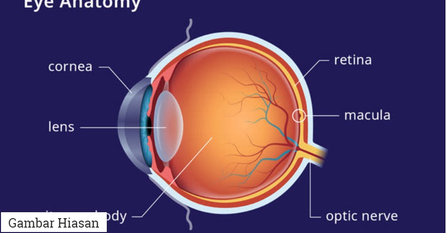 Fovea глаза. Фовеа строение. Macula lutea анатомия. Discus n. Строение человеческого глаза.