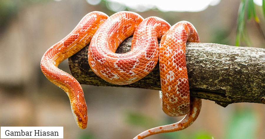 Kiyinish variantlarini uzaytiring