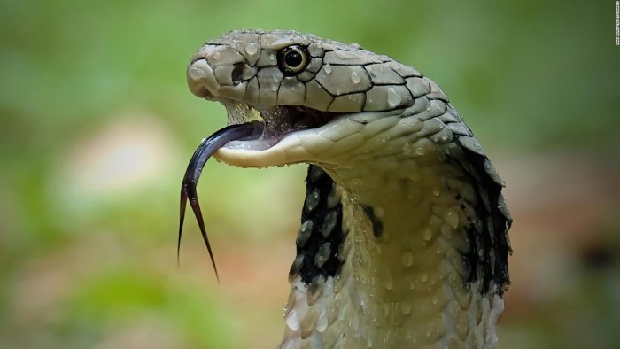 Ular qin ichida birin-ketin tugatdilar