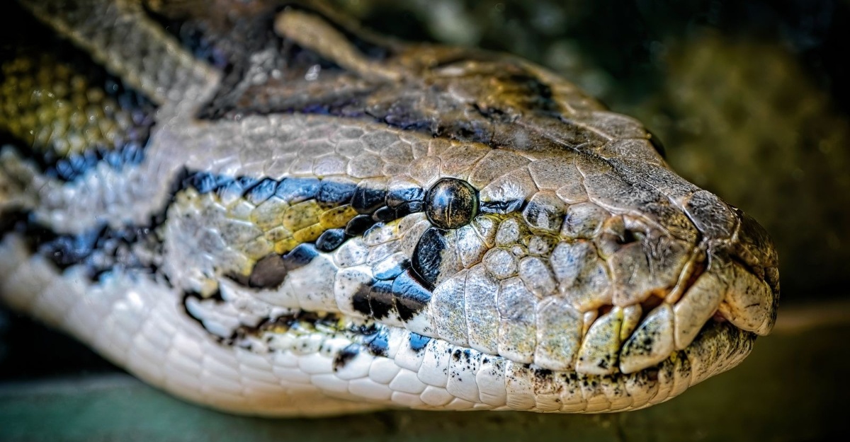 Eshakdagi sikning surati