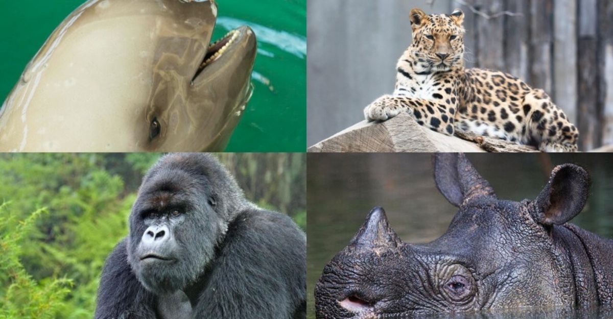 Ini 10 Haiwan Terancam Di Dunia, Kehilangan Habitat Salah Satu Punca