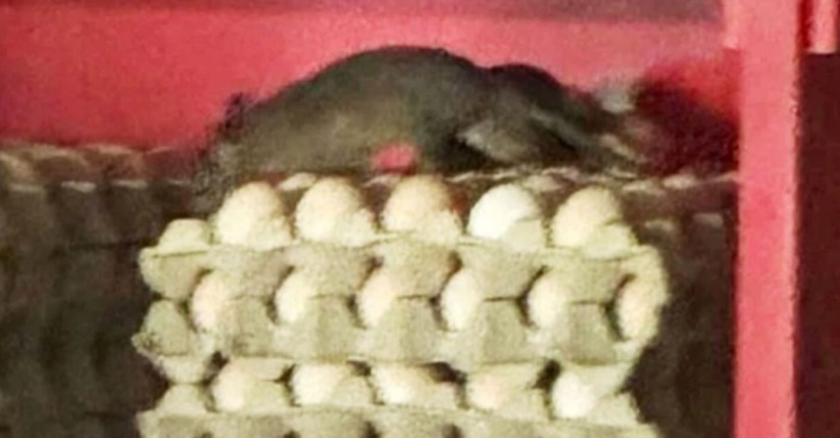 tikus di restoran